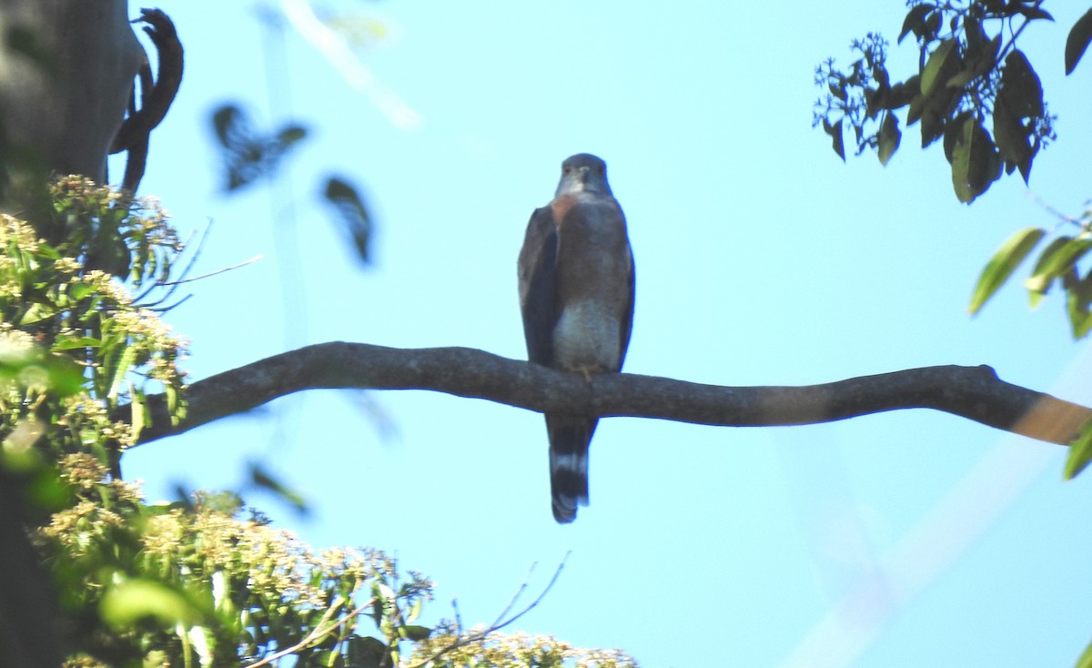 Double-toothed Kite - ML646705057