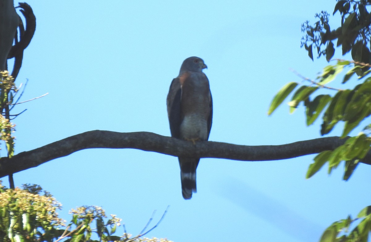 Double-toothed Kite - ML646705058