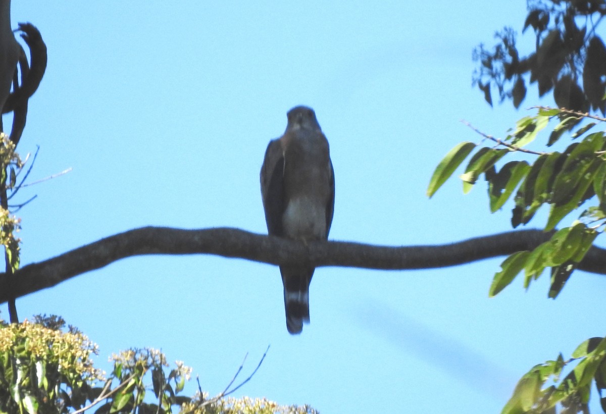 Double-toothed Kite - ML646705059