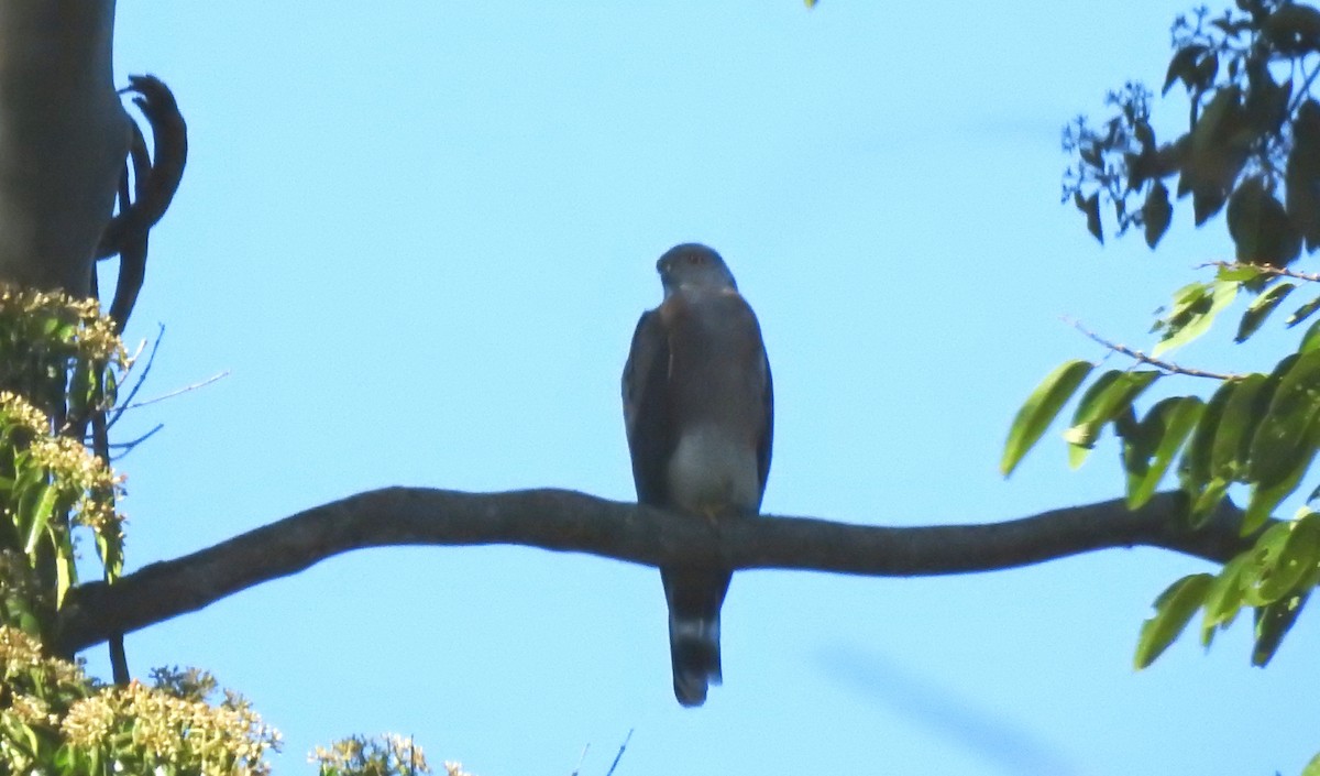 Double-toothed Kite - ML646705060