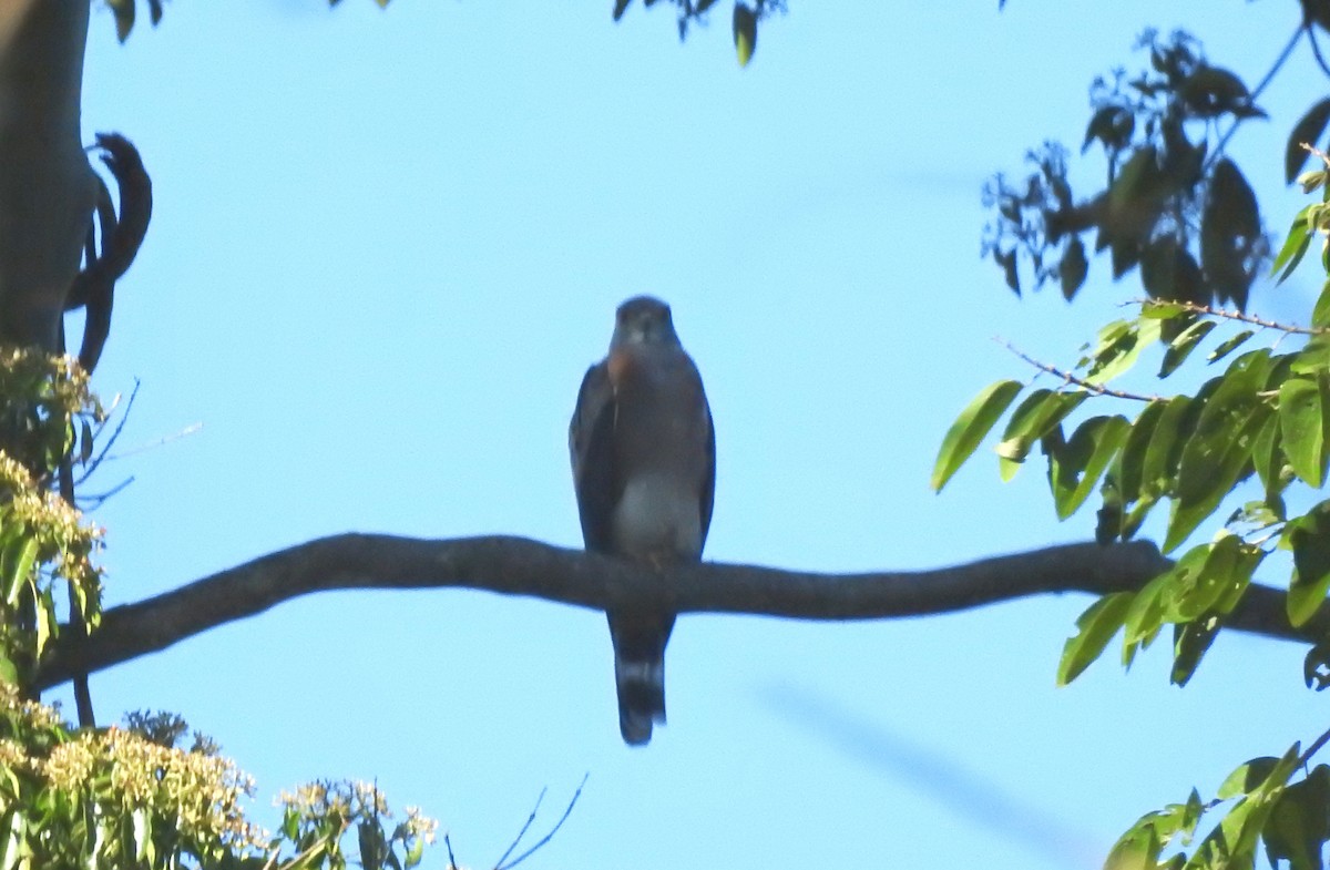 Double-toothed Kite - ML646705061