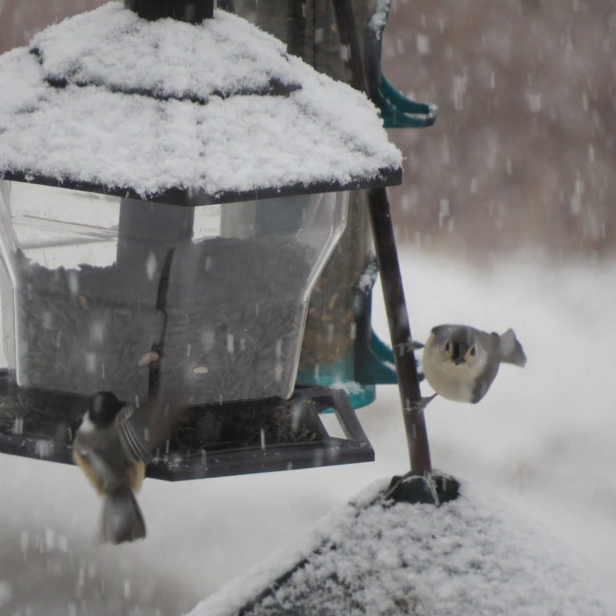 Tufted Titmouse - ML646705062