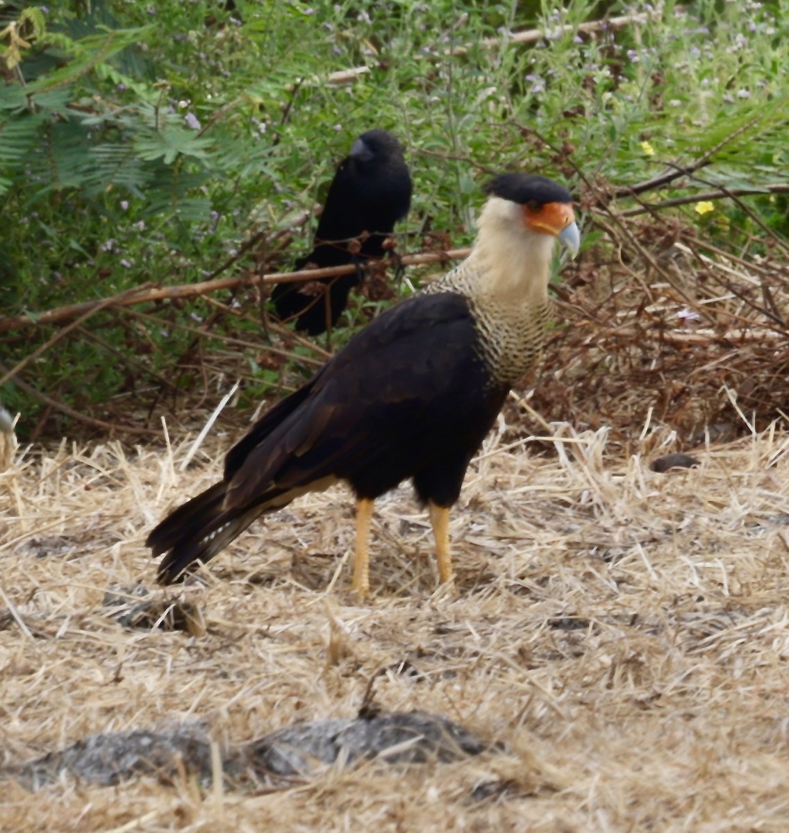 Crested Caracara - ML646705063