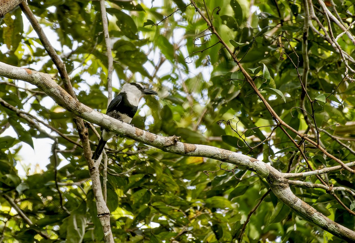 White-necked Puffbird - ML646705065