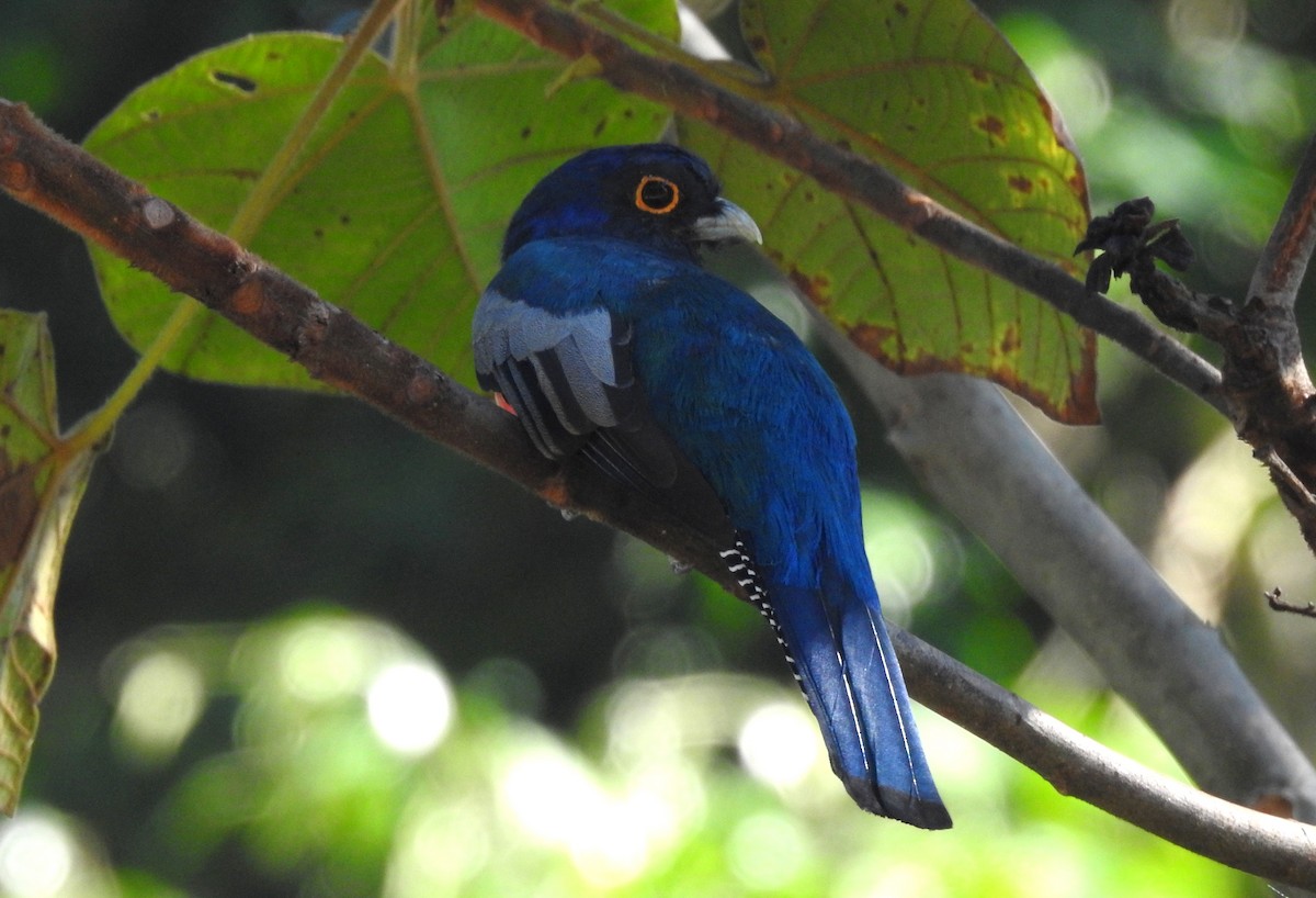 Blue-crowned Trogon - ML646705066
