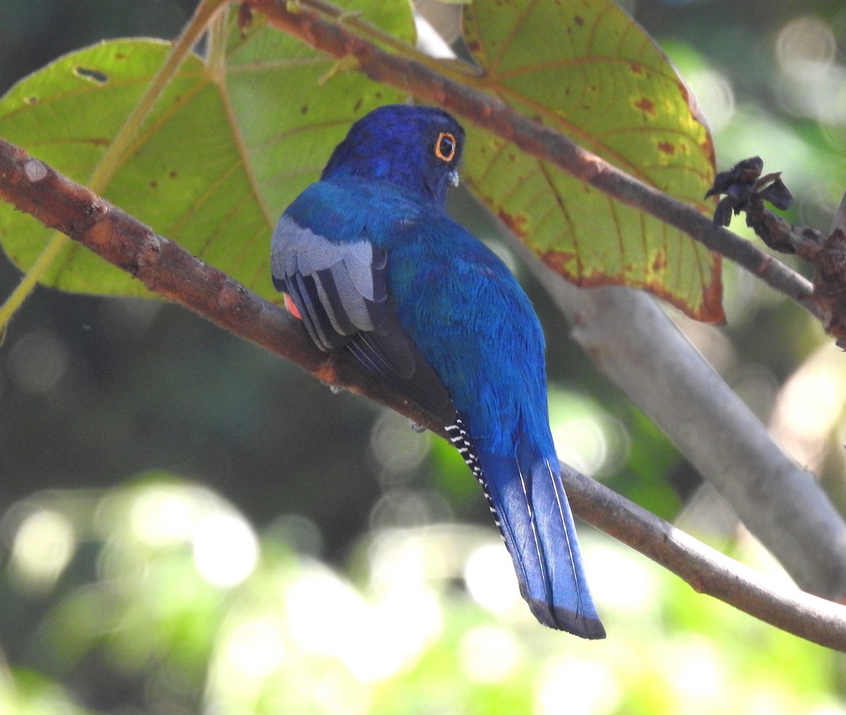 Blue-crowned Trogon - ML646705067