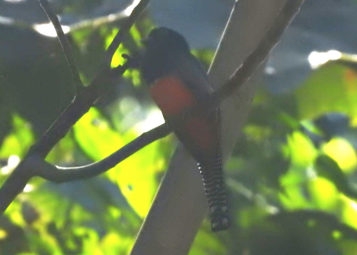 Blue-crowned Trogon - ML646705068