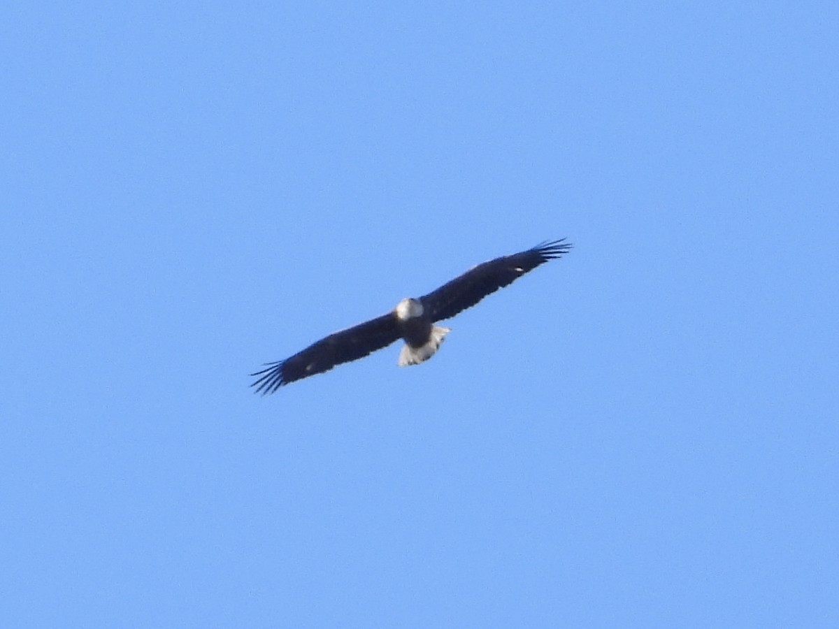 Bald Eagle - ML646705069