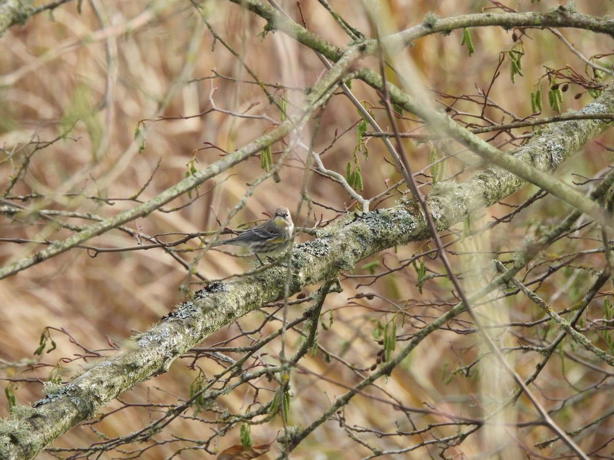 Yellow-rumped Warbler - ML646705070