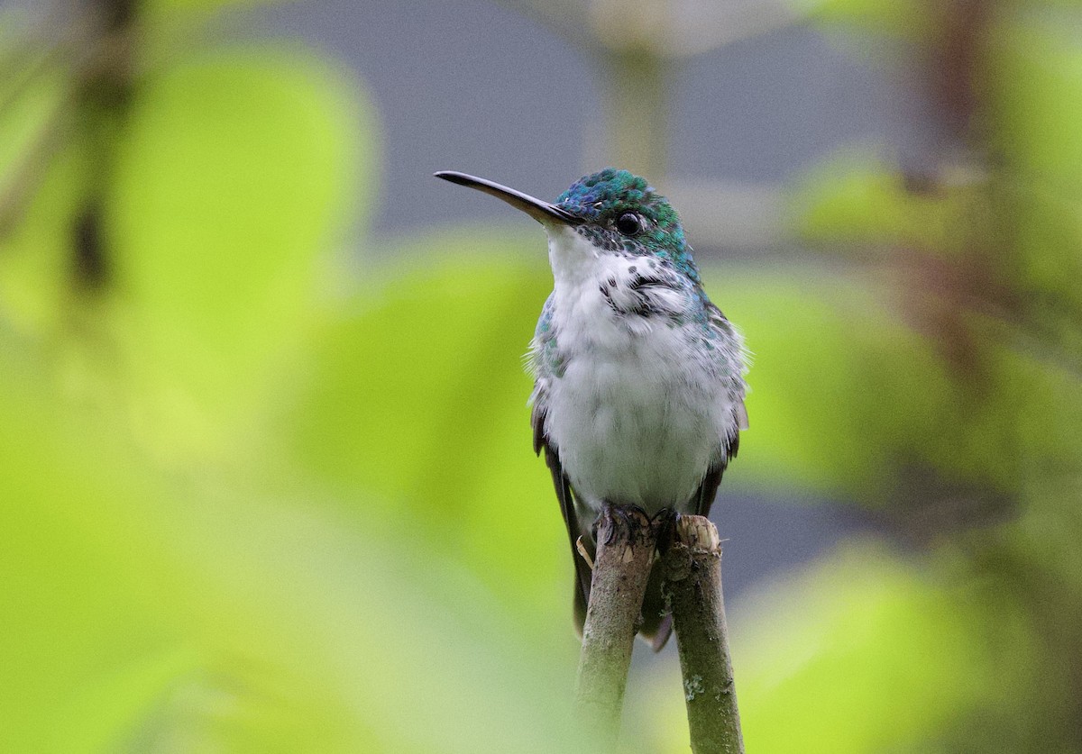 Andean Emerald - ML646705071