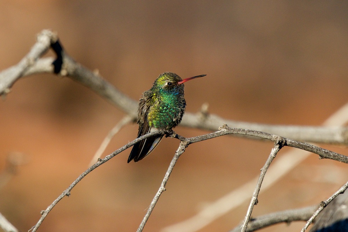 Broad-billed Hummingbird - ML646705072
