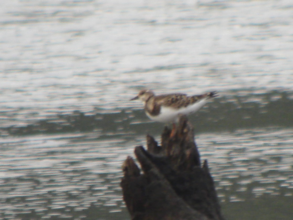 Ruddy Turnstone - ML646705074
