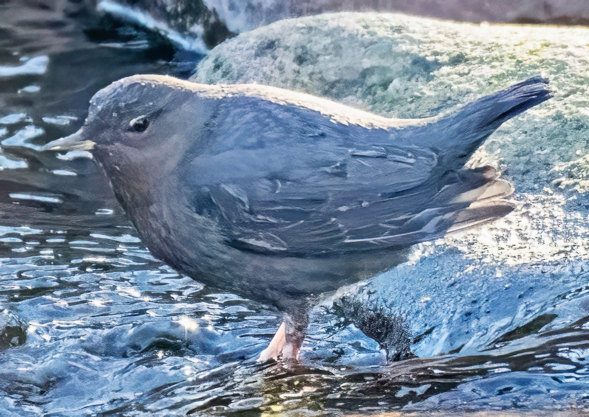 American Dipper - ML646705075