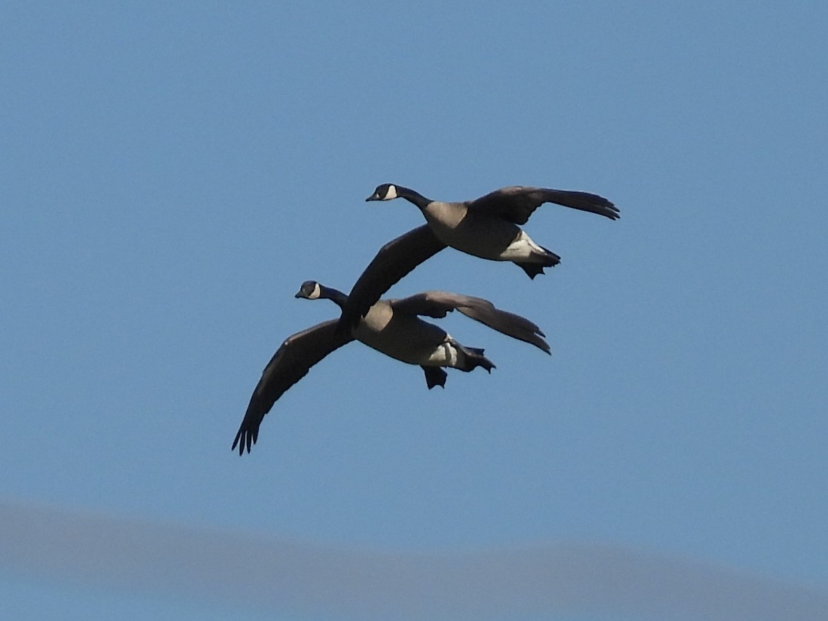 Canada Goose - ML646705076