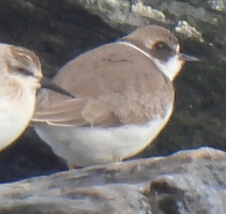 Semipalmated Plover - ML646705077