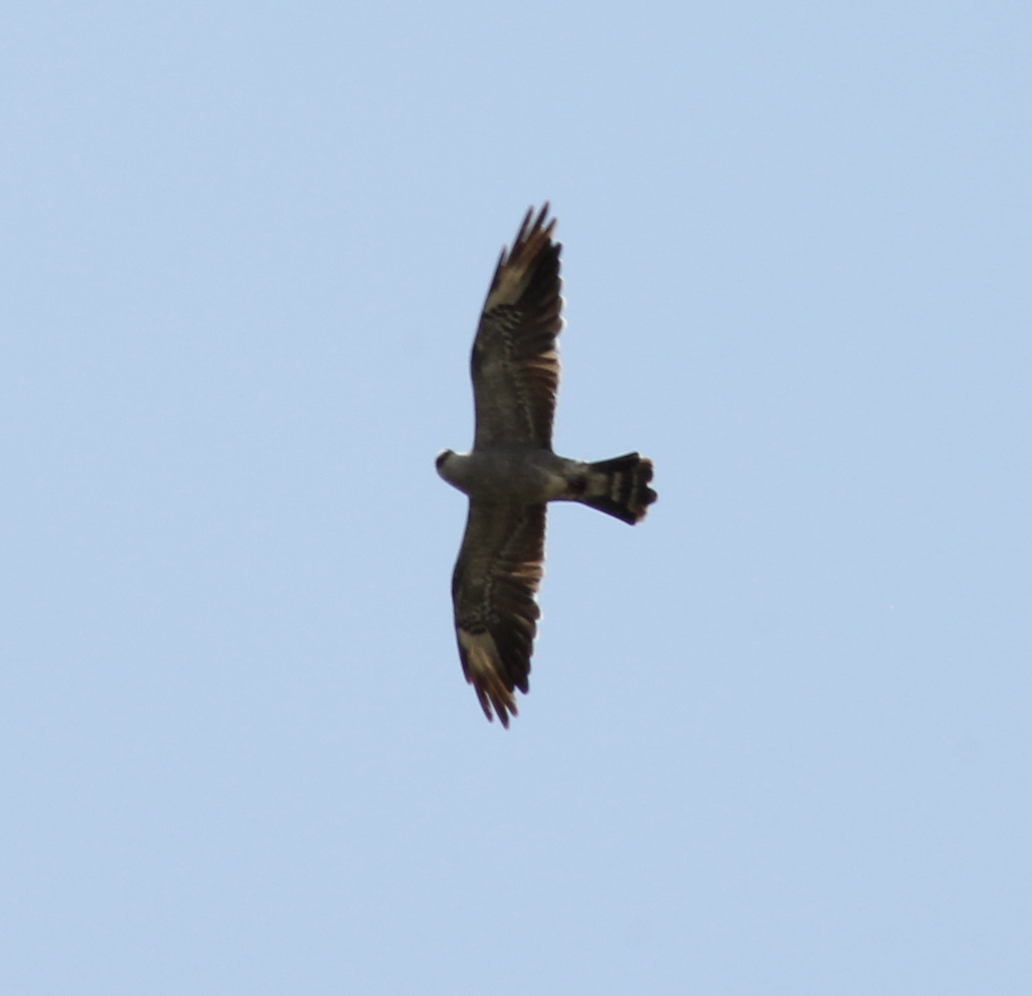 Mississippi Kite - ML646705080