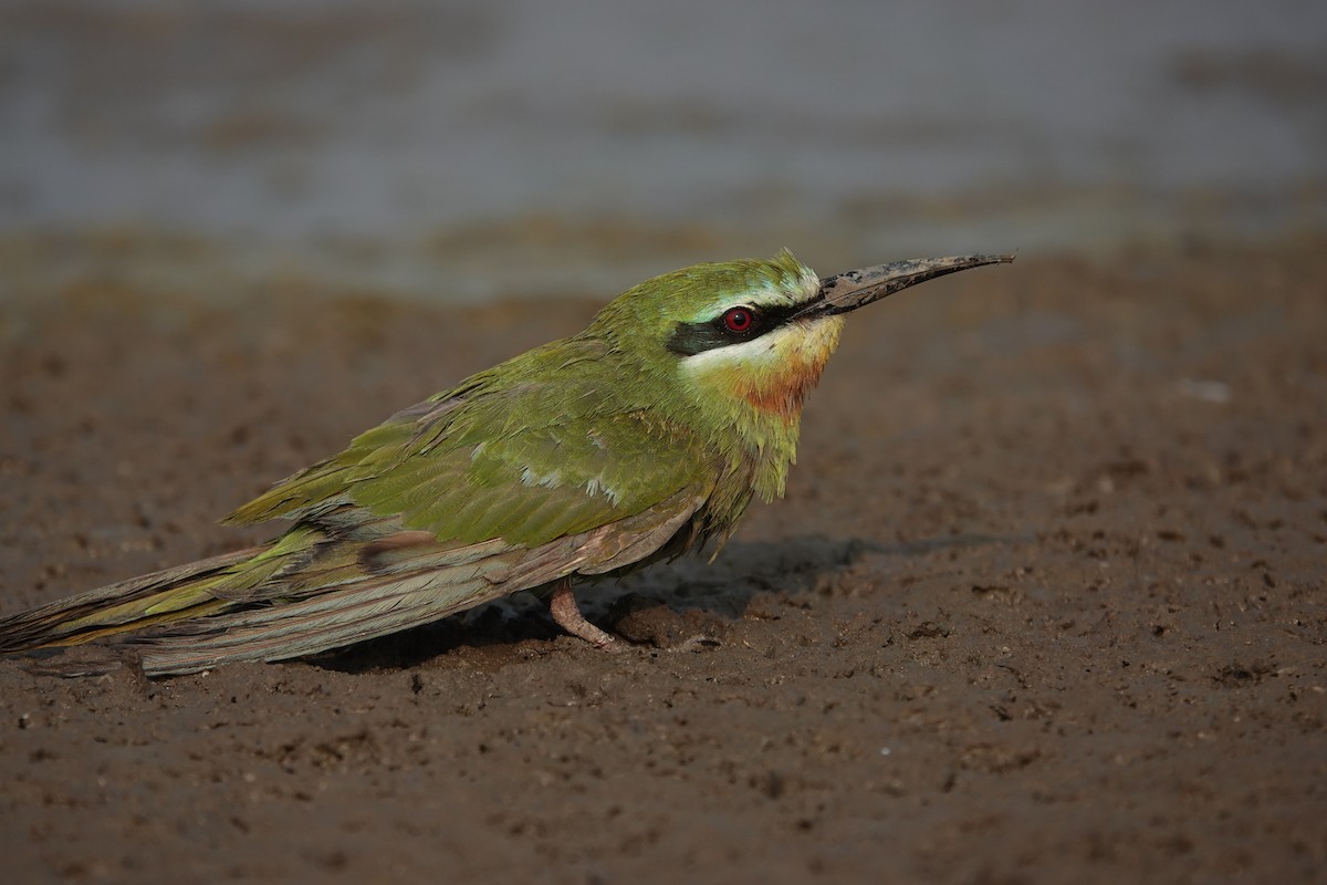 Blue-cheeked Bee-eater - ML646705081