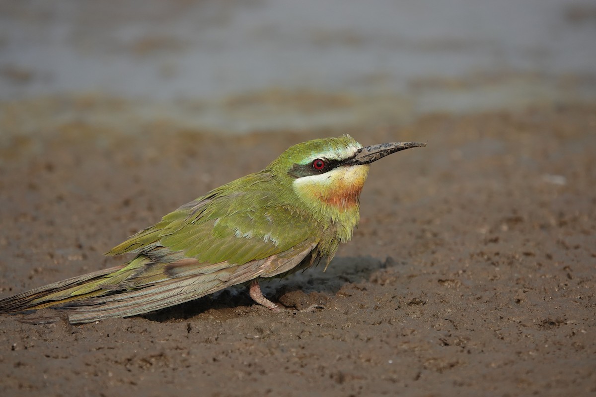 Blue-cheeked Bee-eater - ML646705082