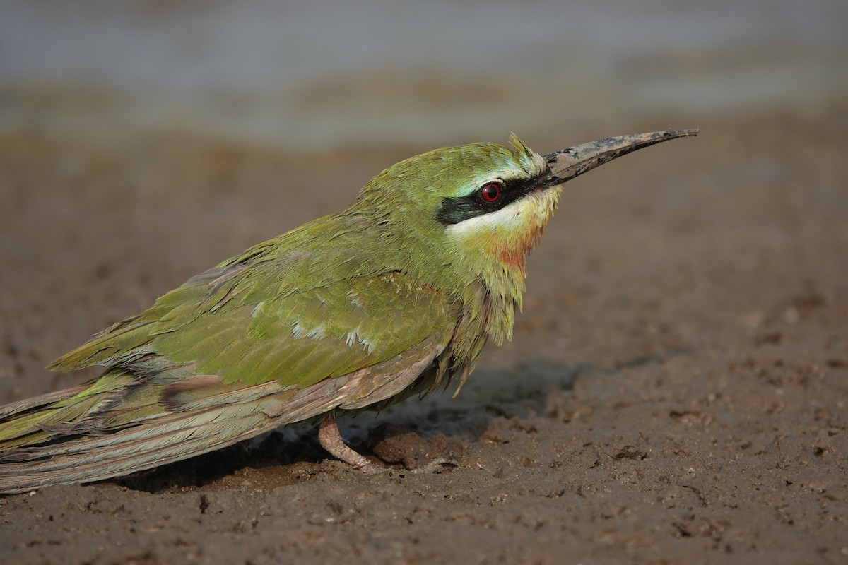 Blue-cheeked Bee-eater - ML646705083