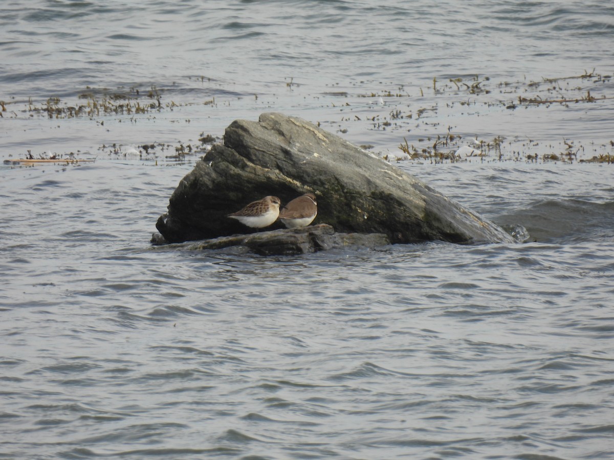 Semipalmated Plover - ML646705084