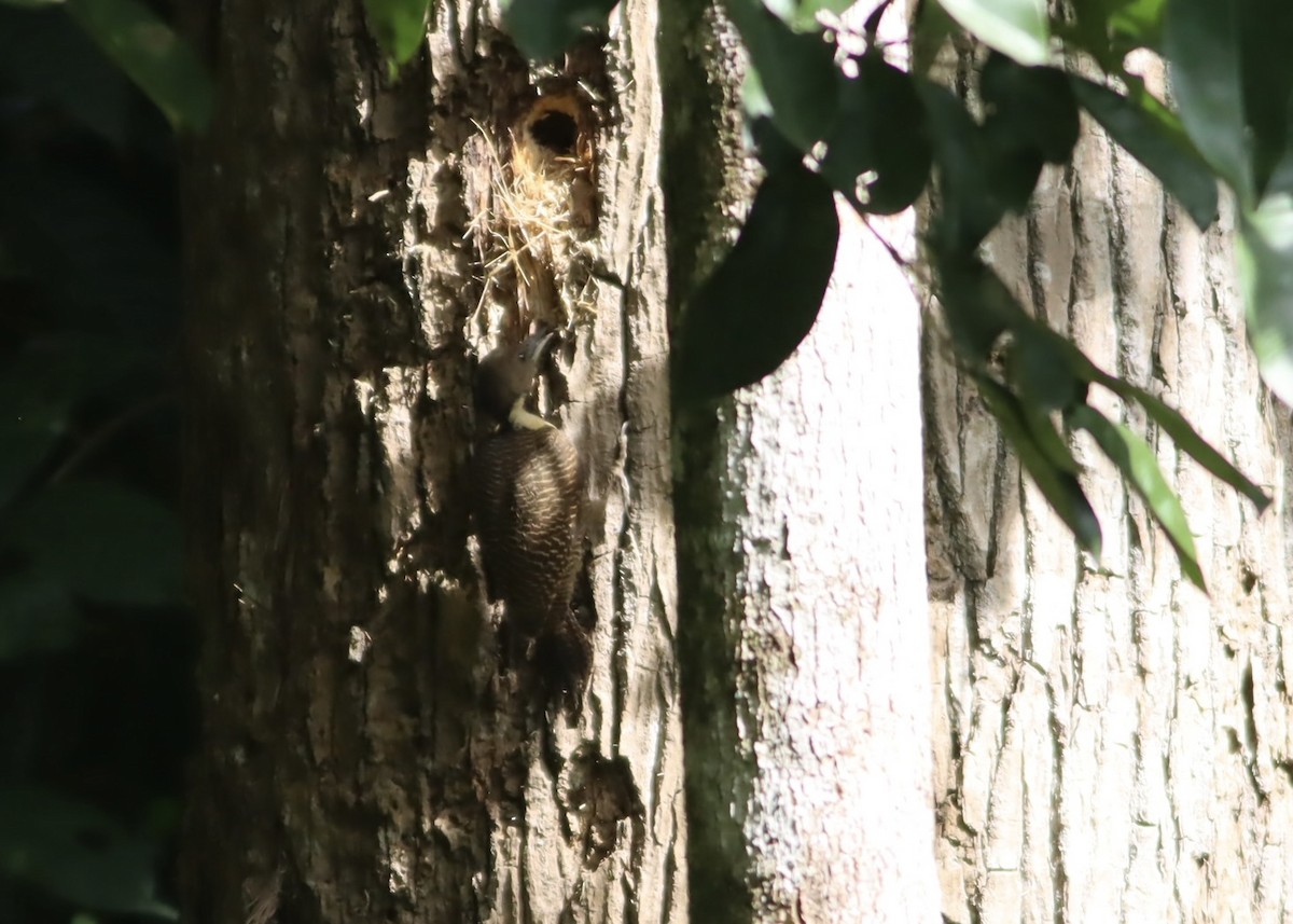 Tukkispecht - ML646705086