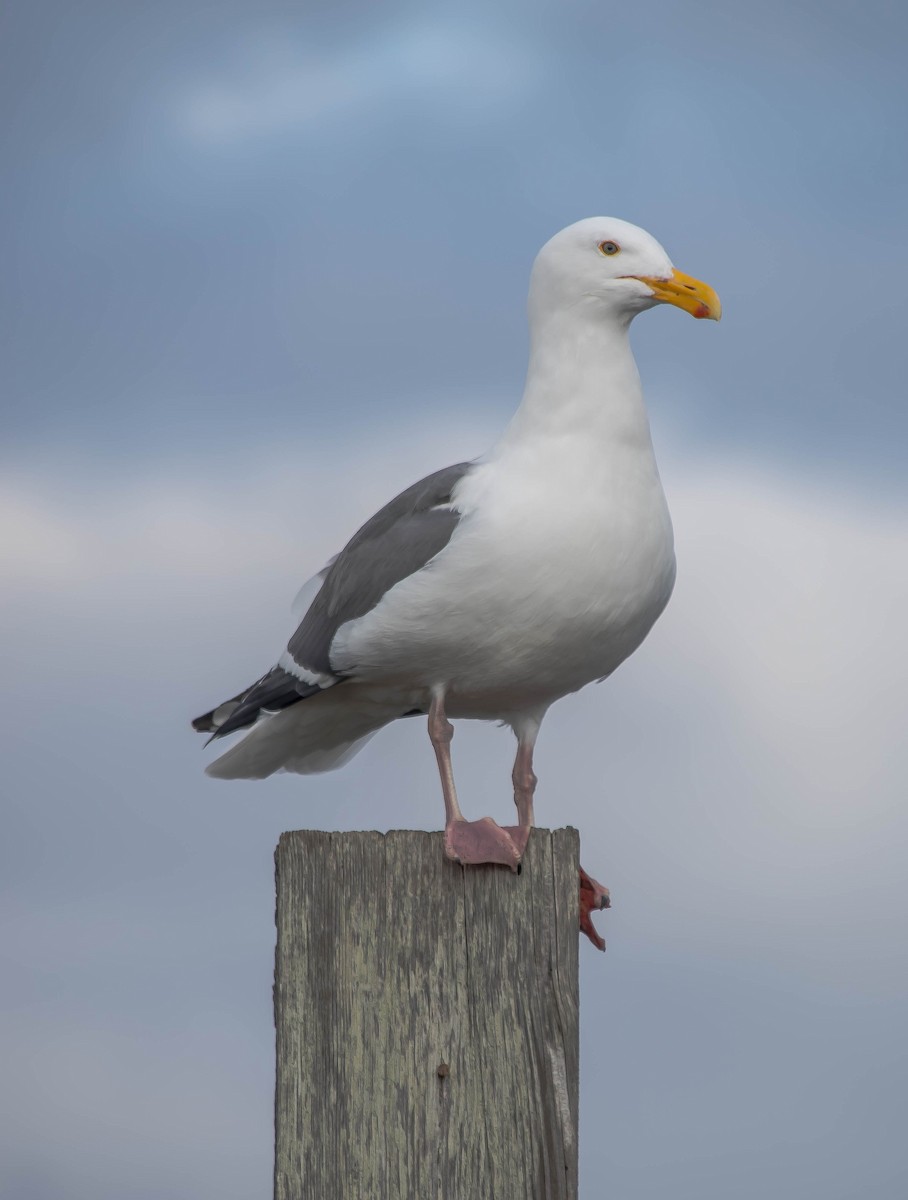 Western Gull - ML646705089