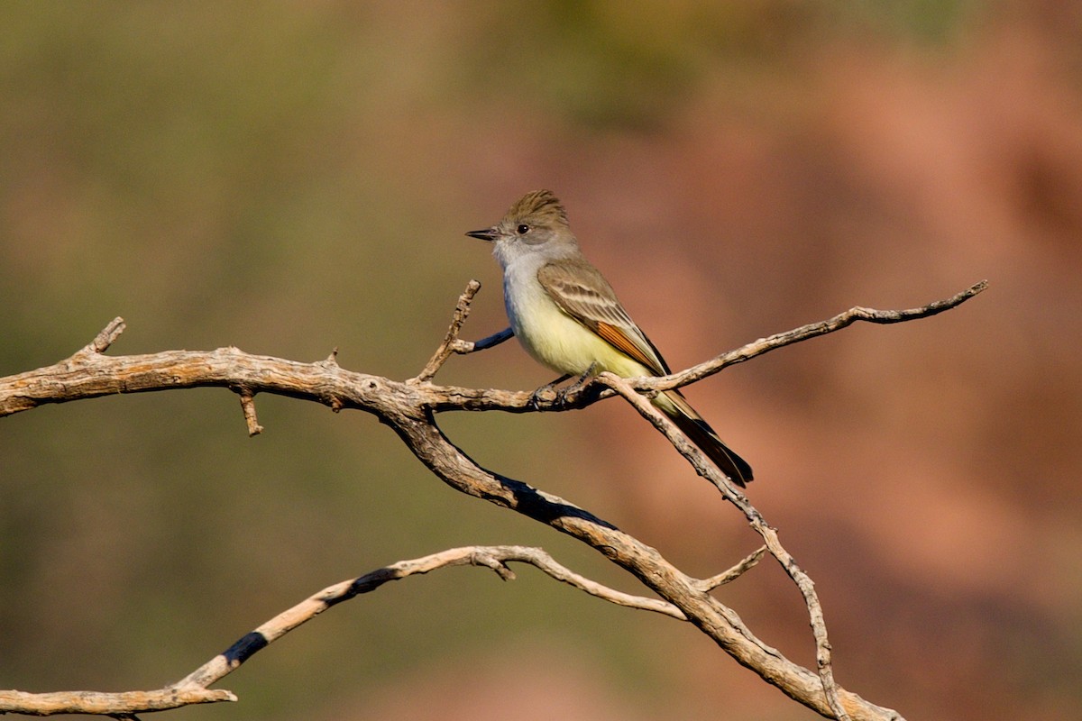 Ash-throated Flycatcher - ML646705090