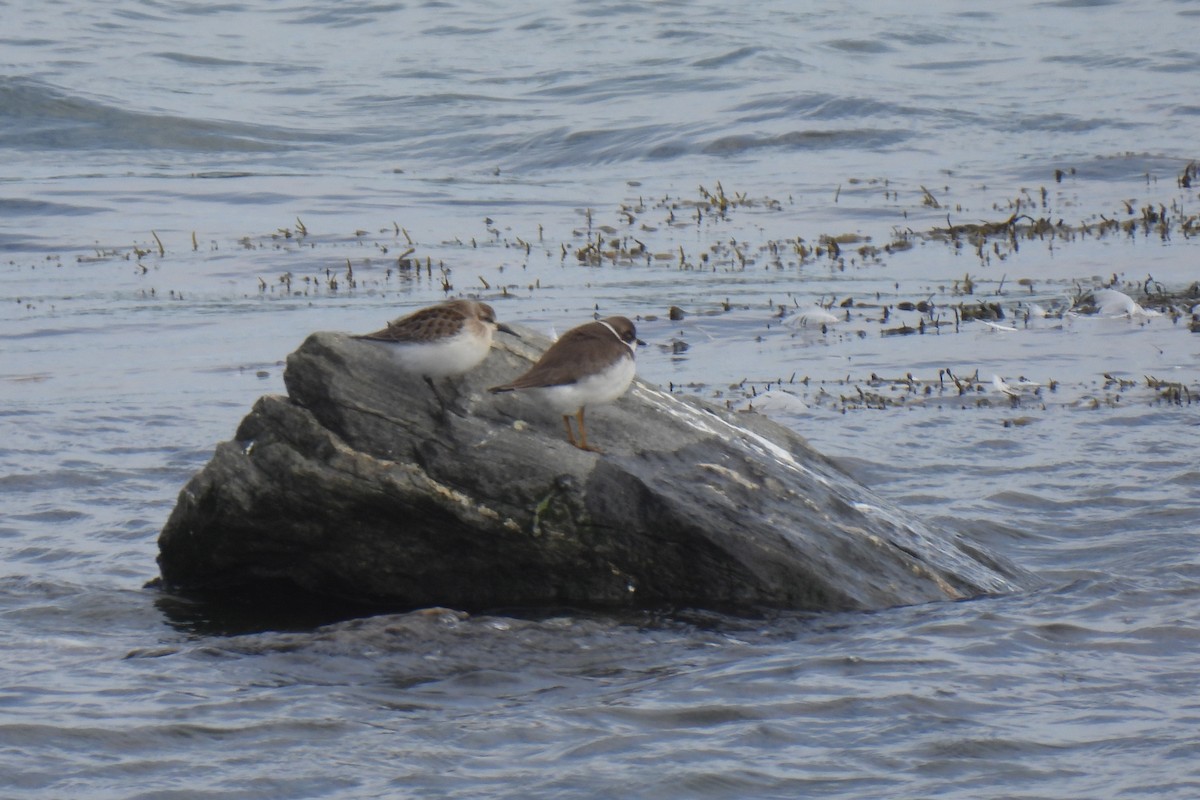 Semipalmated Plover - ML646705094