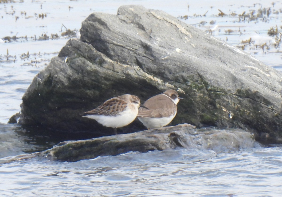 Semipalmated Plover - ML646705095