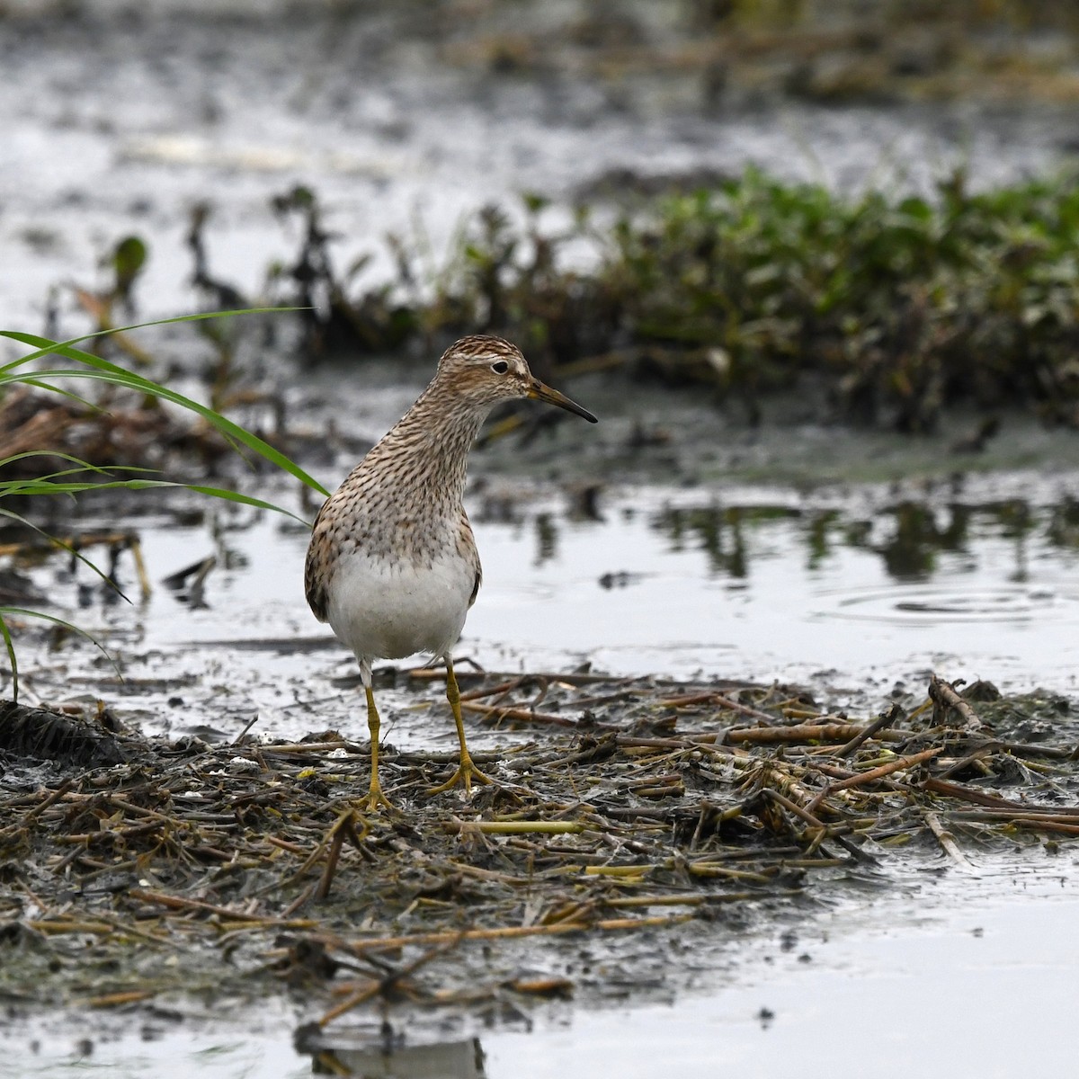 Çizgili Kumkuşu - ML646705097