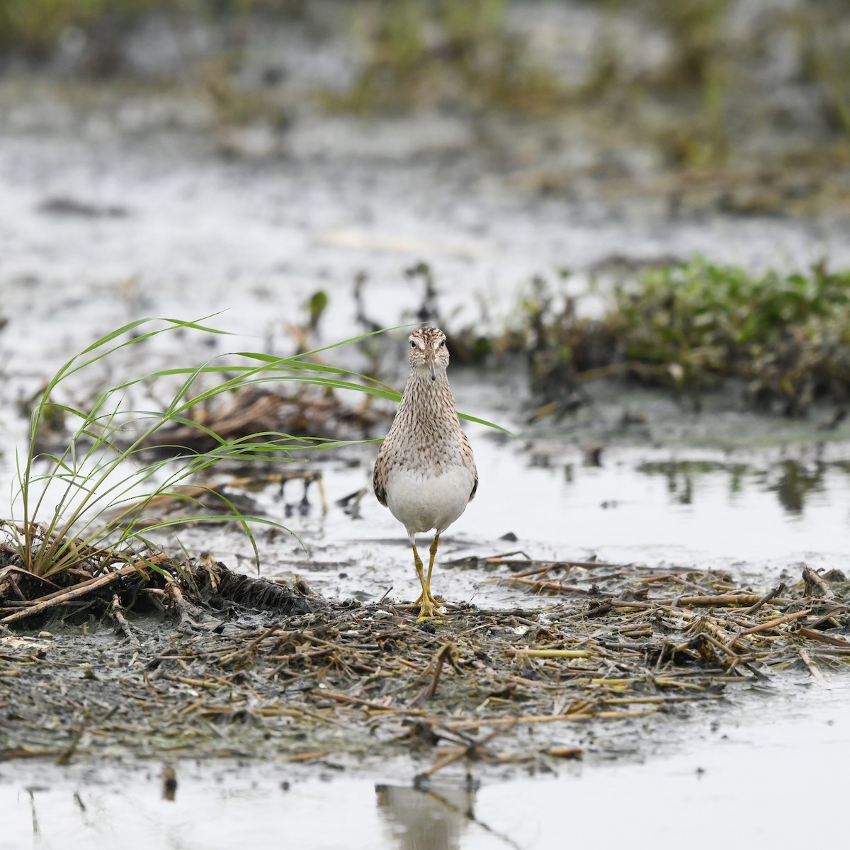 Çizgili Kumkuşu - ML646705098