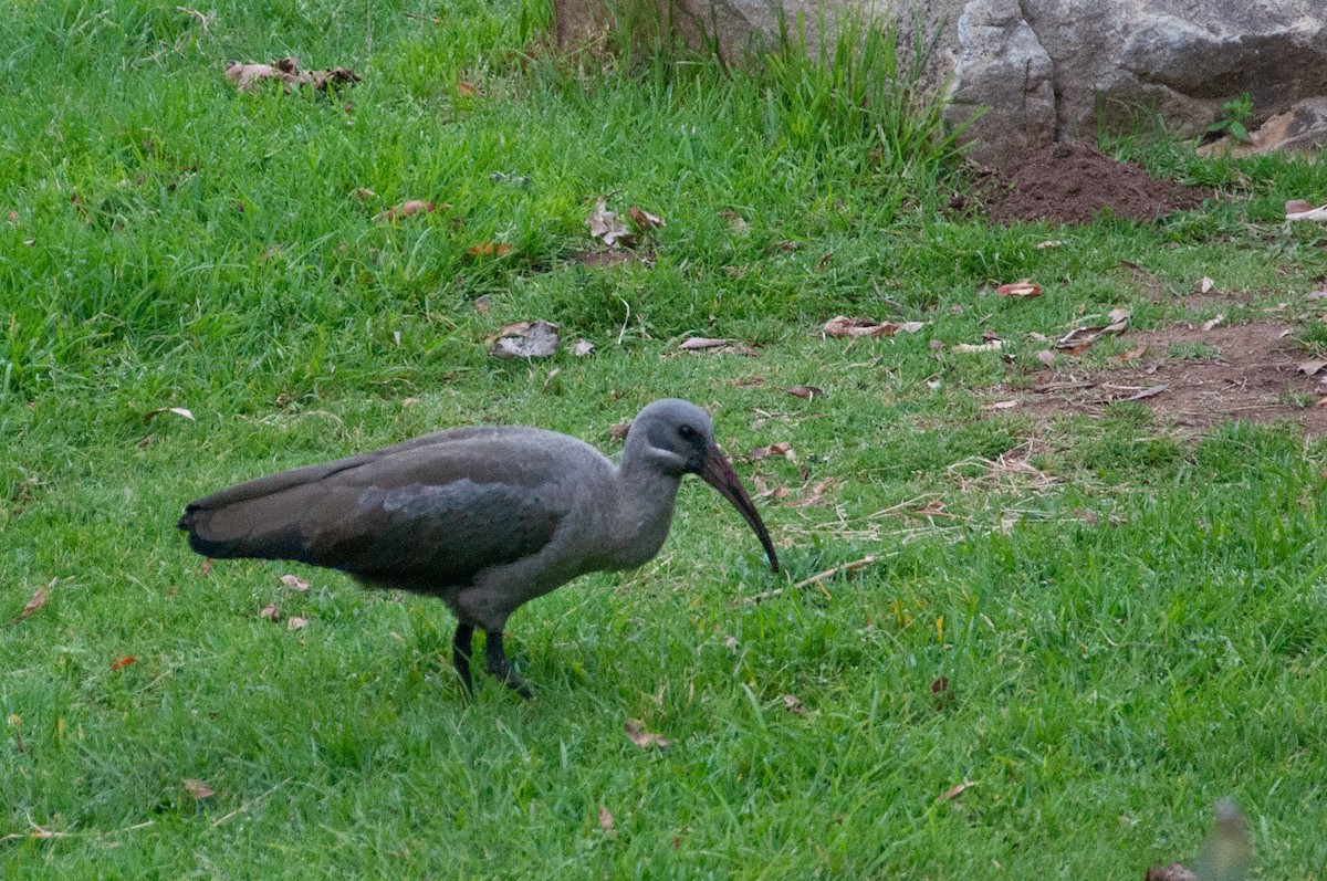 Hadada Aynağı - ML646705099