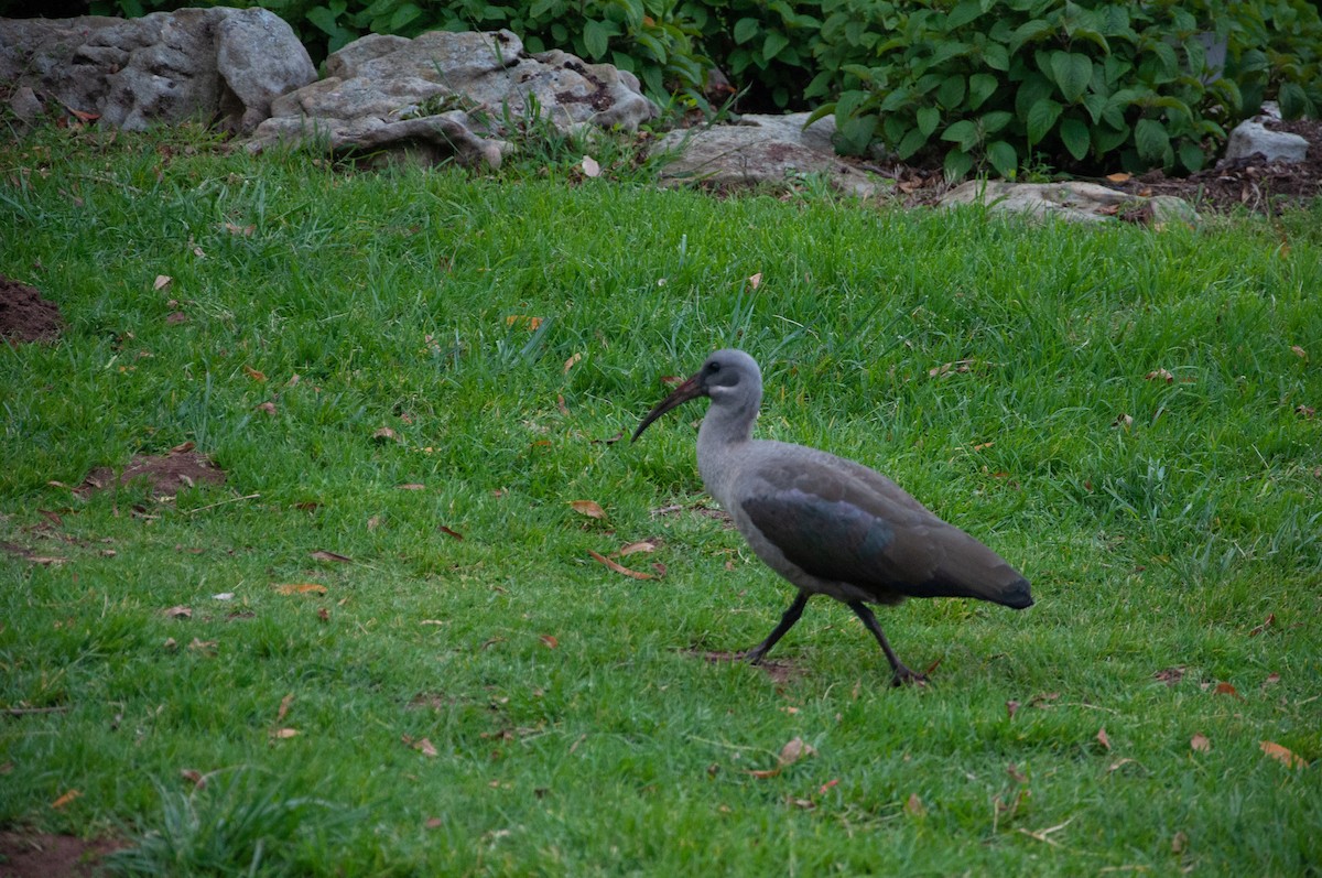 Hadada Aynağı - ML646705100