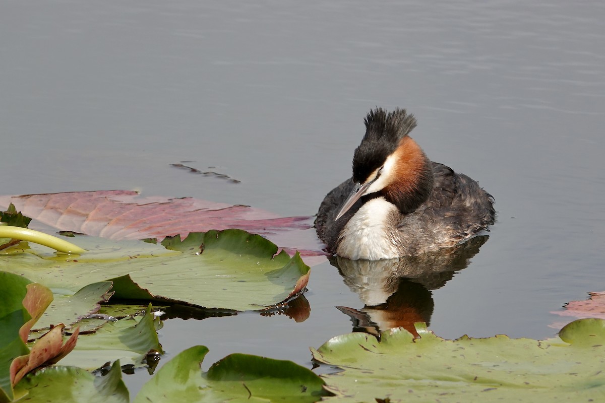 Murgil mottoduna - ML646705104