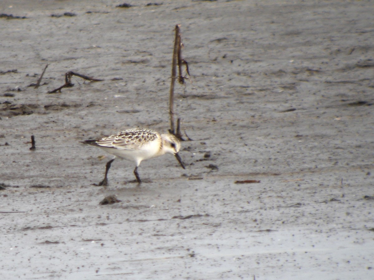 Sanderling - ML646705107