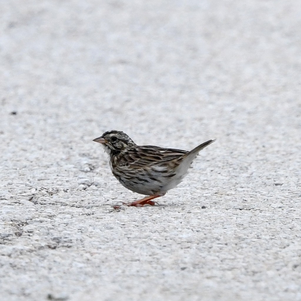 Savannah Sparrow - ML646705108