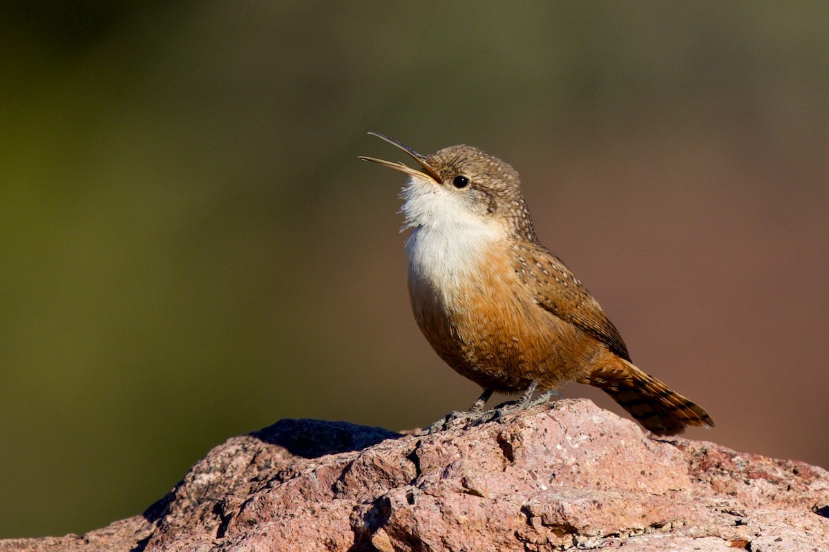 Canyon Wren - ML646705111