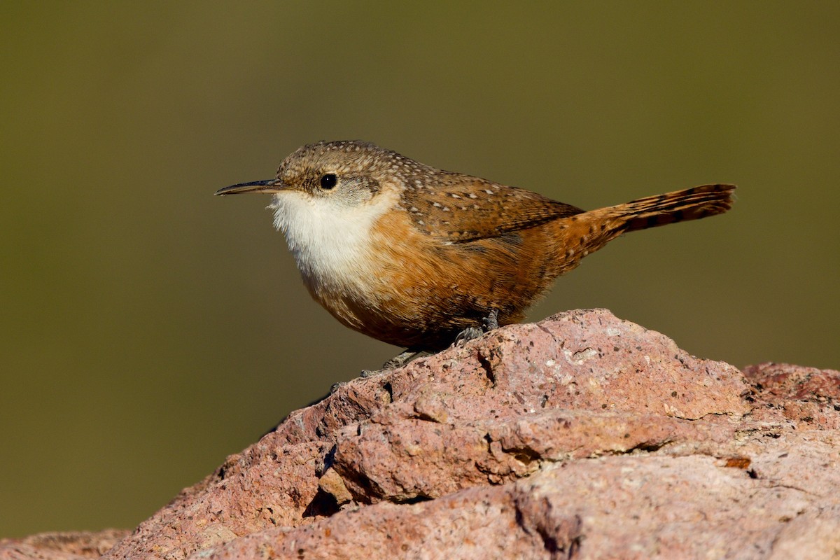 Canyon Wren - ML646705112