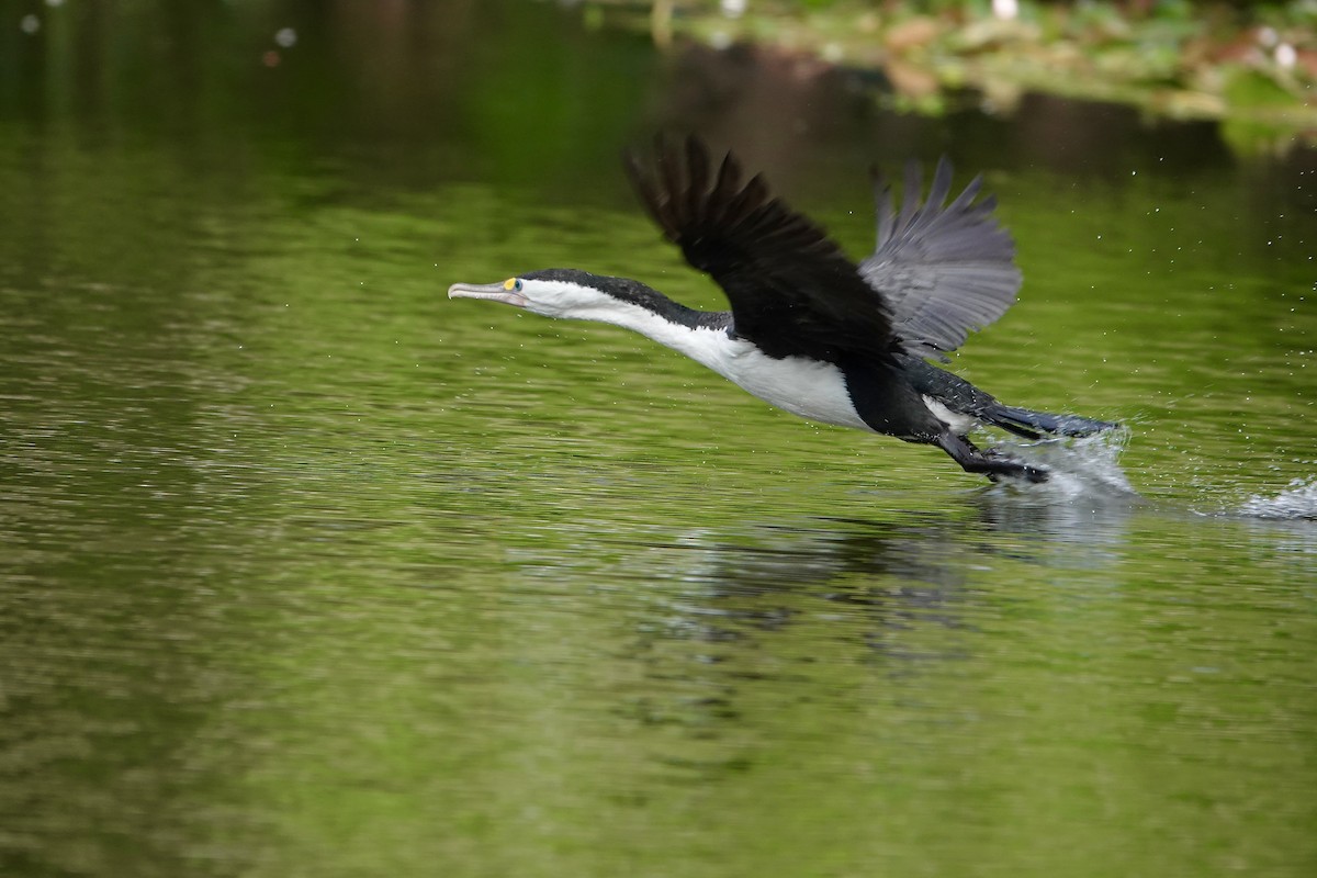 Pied Cormorant - ML646705114