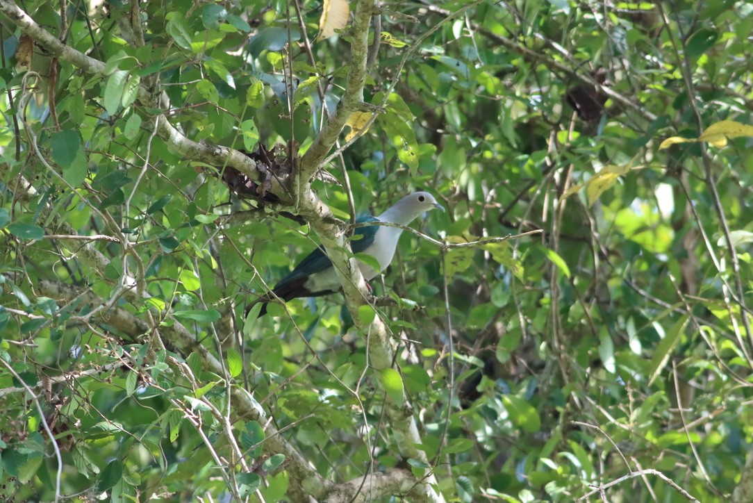 Green Imperial-Pigeon - ML646705115