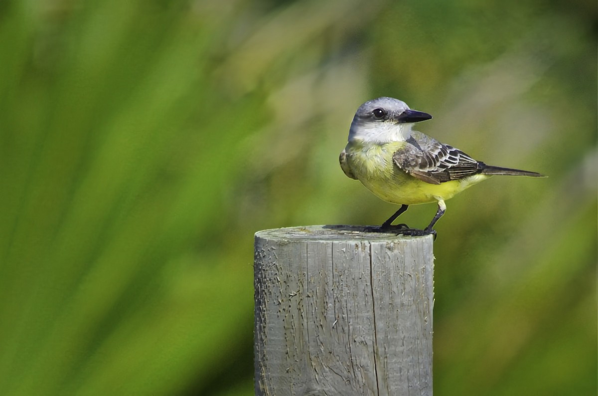 Tropical/Couch's Kingbird - ML646705119