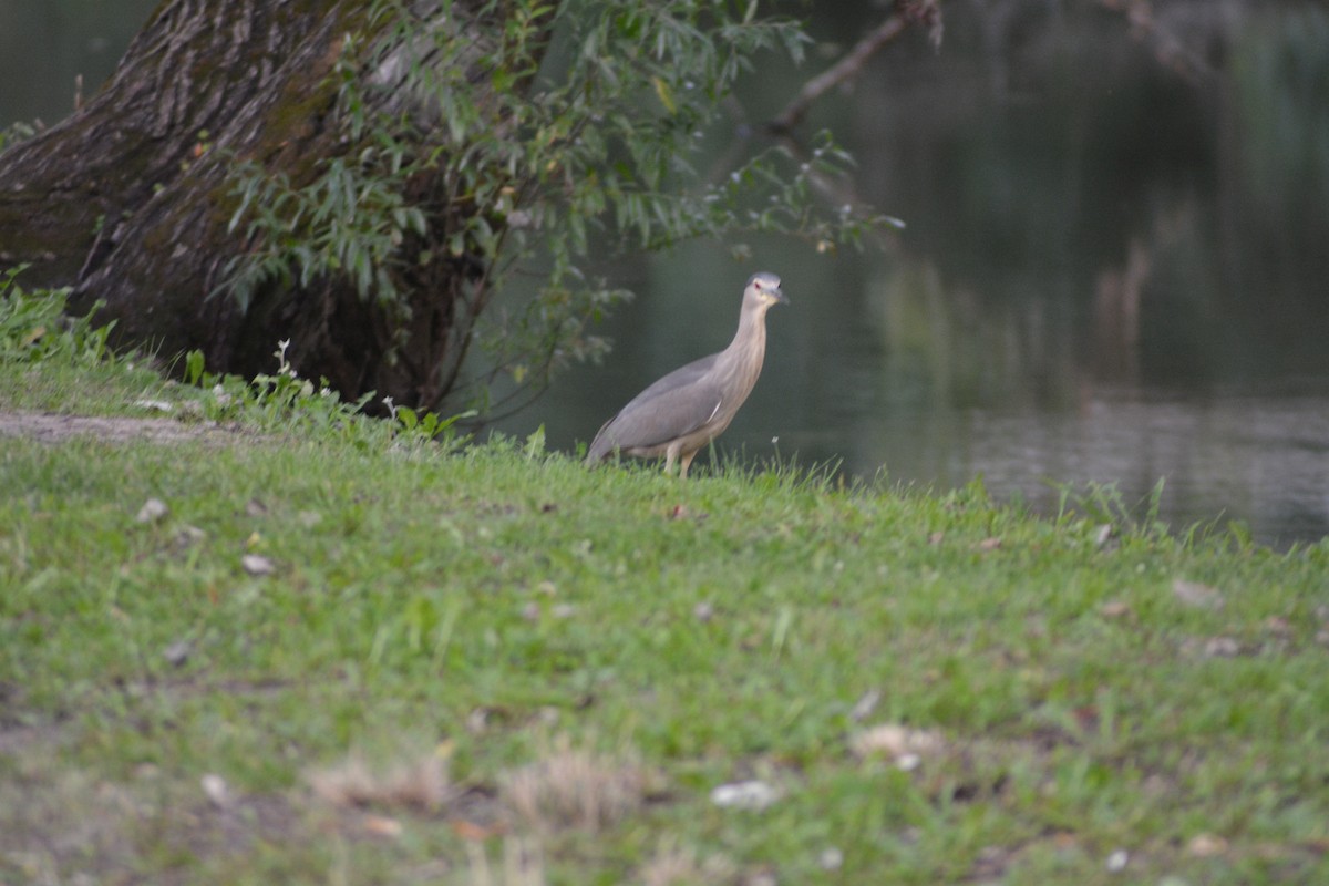 Black-crowned Night Heron - ML646705120