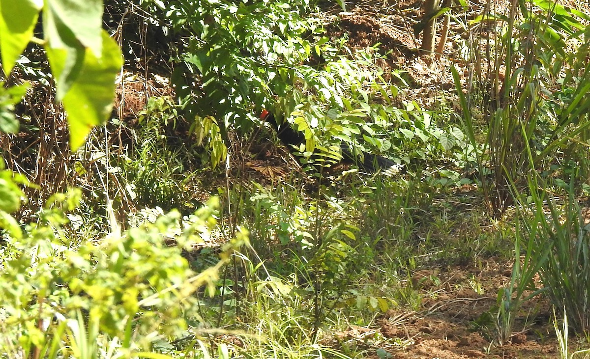 Razor-billed Curassow - ML646705121