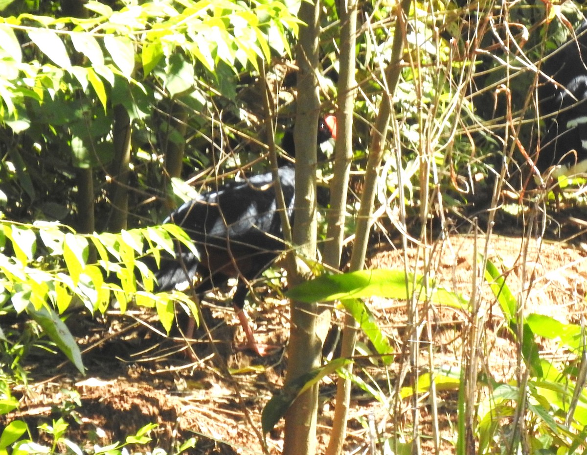Razor-billed Curassow - ML646705122