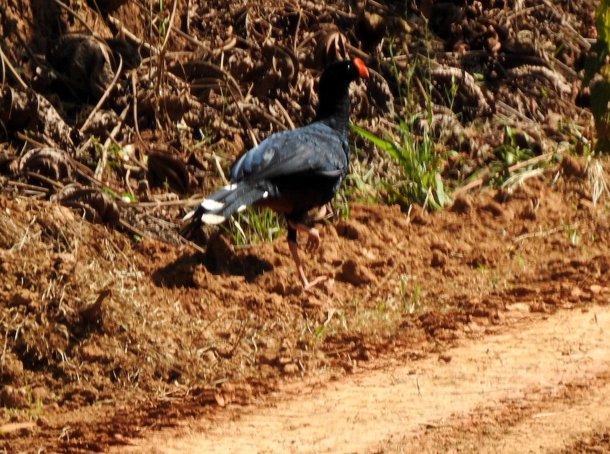 Razor-billed Curassow - ML646705123