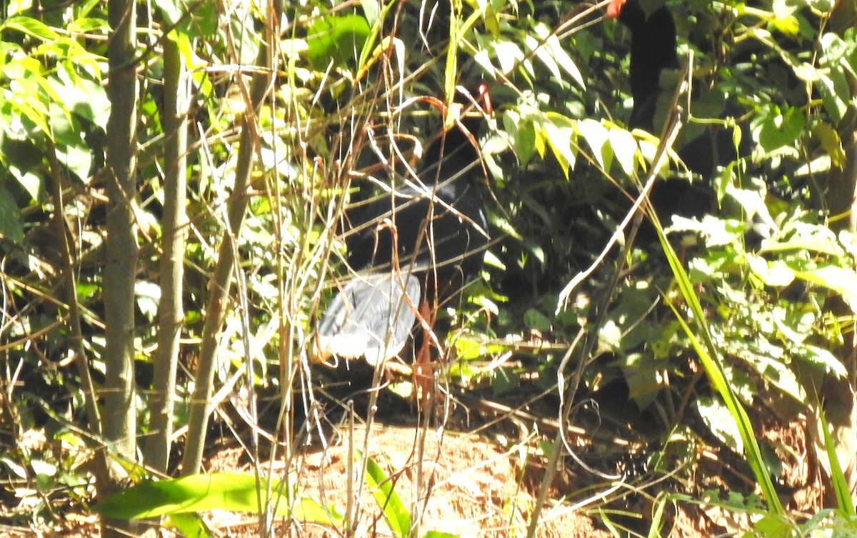 Razor-billed Curassow - ML646705124