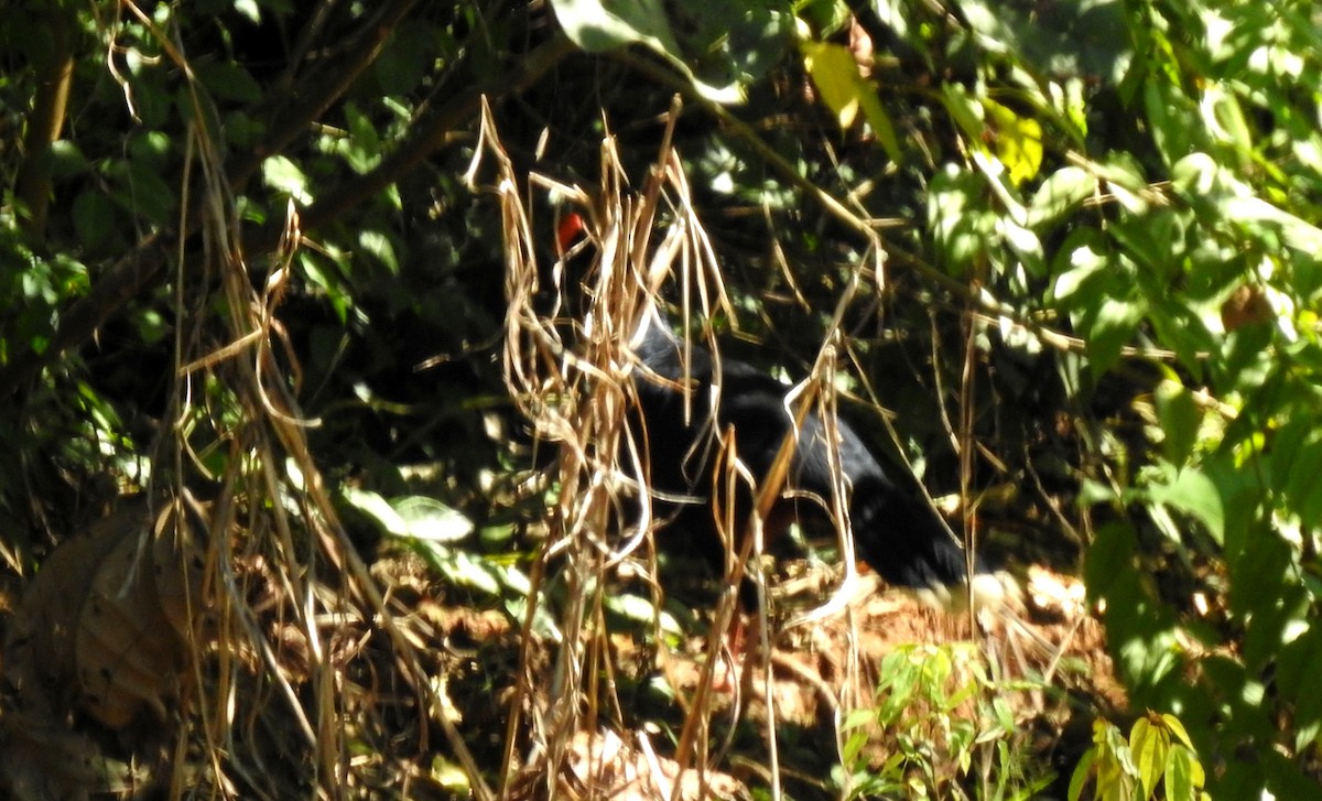 Razor-billed Curassow - ML646705125