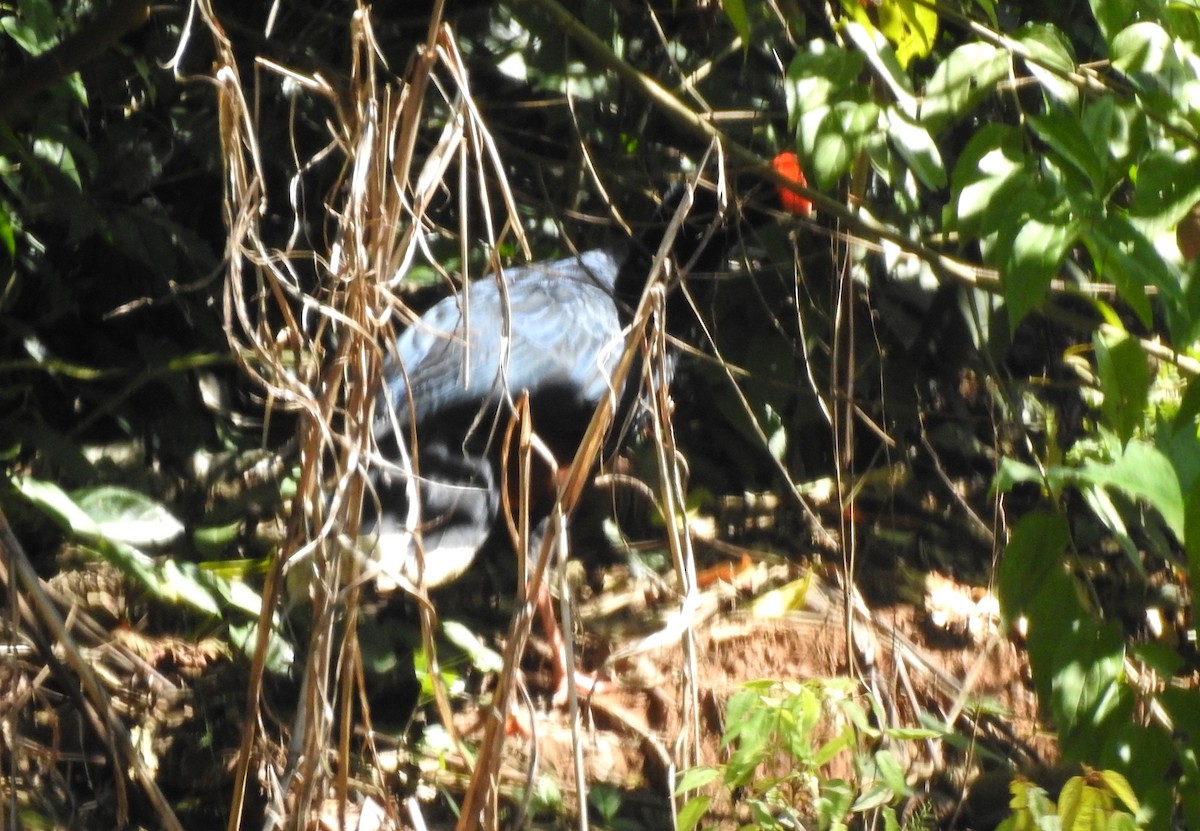 Razor-billed Curassow - ML646705126