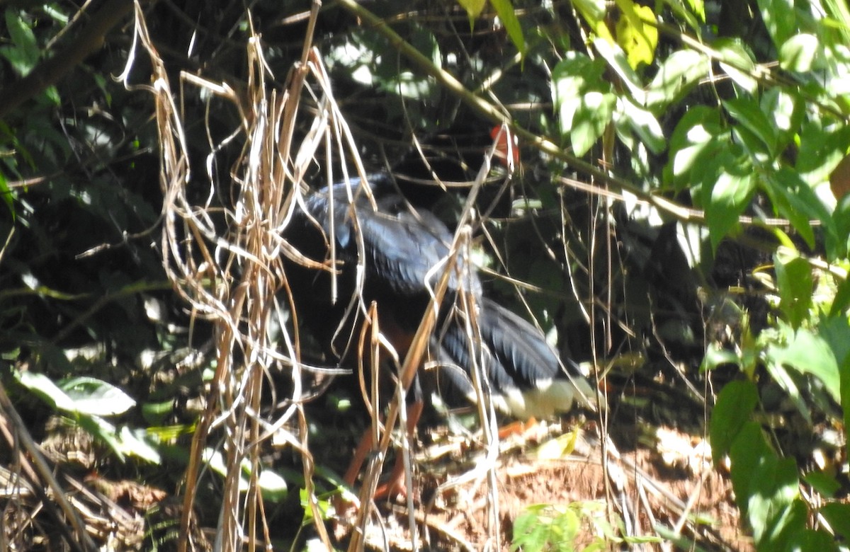 Razor-billed Curassow - ML646705127