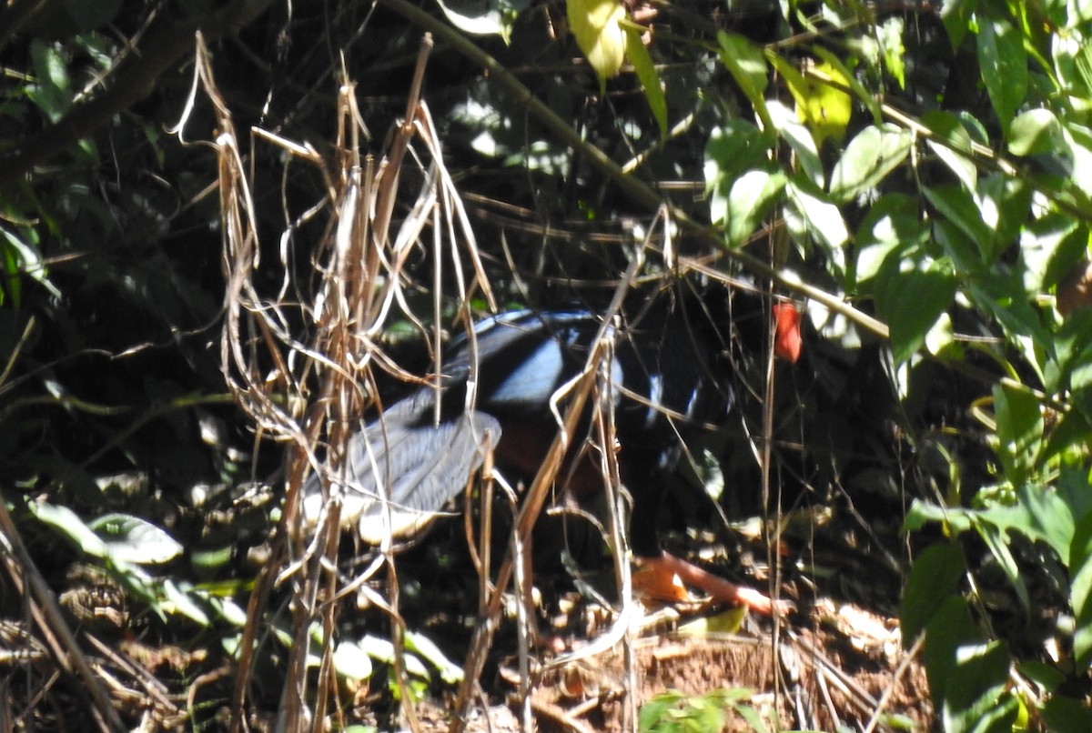 Razor-billed Curassow - ML646705128